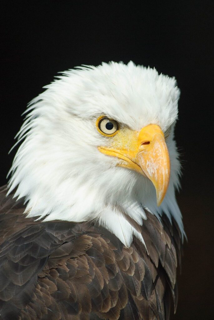 head, bird, eagle-723540.jpg