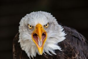 raptor, eagle, bald eagle-3480542.jpg